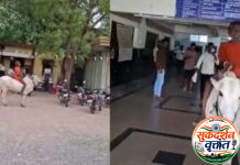 कर्जमाफीसाठी राजुरा तहसील कार्यालयात बैलावर स्वार होत तहसीलदार कार्यालयात प्रवेश करून शेतकऱ्याने अनोख्या पद्धतीने केले आंदोलन.