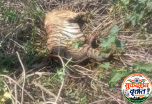 पोंभूर्णा वनपरिक्षेत्रात वाघाचा कुजलेल्या अवस्थेतील मृतदेह आढळल्याने खळबळ.