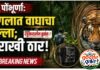 जुनोना वनपरिक्षेत्रातील सातारा (भोसले) येथे वाघाच्या हल्ल्यात गुराख्याचा जागीच मृत्यू ; दुसऱ्या गुराख्याचा जीव थोडक्यात बचावला.