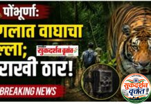 जुनोना वनपरिक्षेत्रातील सातारा (भोसले) येथे वाघाच्या हल्ल्यात गुराख्याचा जागीच मृत्यू ; दुसऱ्या गुराख्याचा जीव थोडक्यात बचावला.