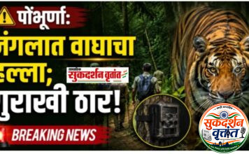 जुनोना वनपरिक्षेत्रातील सातारा (भोसले) येथे वाघाच्या हल्ल्यात गुराख्याचा जागीच मृत्यू ; दुसऱ्या गुराख्याचा जीव थोडक्यात बचावला.