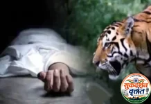 चिमुर तालुक्यातील बरडघाट येथे वाघाच्या हल्ल्यात शेतकरी ठार.