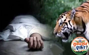 चिमुर तालुक्यातील बरडघाट येथे वाघाच्या हल्ल्यात शेतकरी ठार.