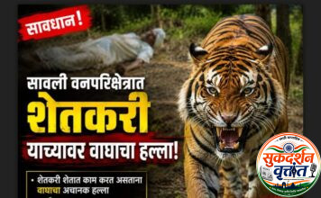 सावली तालुक्यातील सावली वनपरिक्षेत्राअंतर्गत येणाऱ्या सामदा (दागोबा परिसरात) आज वाघाच्या हल्ल्यात एका शेतकऱ्याचा दुर्दैवी मृत्यू
