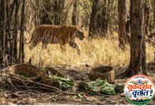 वाघाच्या हल्ल्यात गुराखी ठार ; पत्नीच्या डोळ्यांसमोरच जंगलात फरफटत नेल्याची हृदयद्रावक घटना