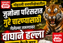 मोहर्ली वनपरिक्षेत्रातील जुनोना परिसरात गुरे चारण्यासाठी गेलेल्या तरुणावर वाघाने हल्ला करून केले ठार