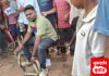सर्पमित्र रजत मदनकर यांनी दिले आठ फुट अजगराला जीवदान