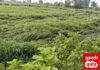 वादळी पावसामुळे उभे धान जमीन दोस्त व झाडे कोसळली