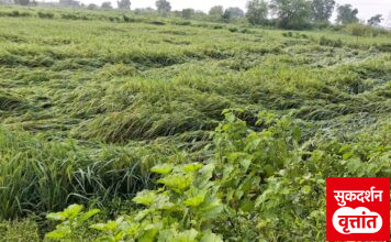 वादळी पावसामुळे उभे धान जमीन दोस्त व झाडे कोसळली